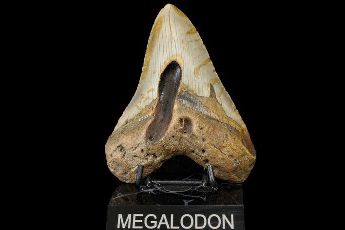 Fossil Megalodon Tooth - North Carolina #158188